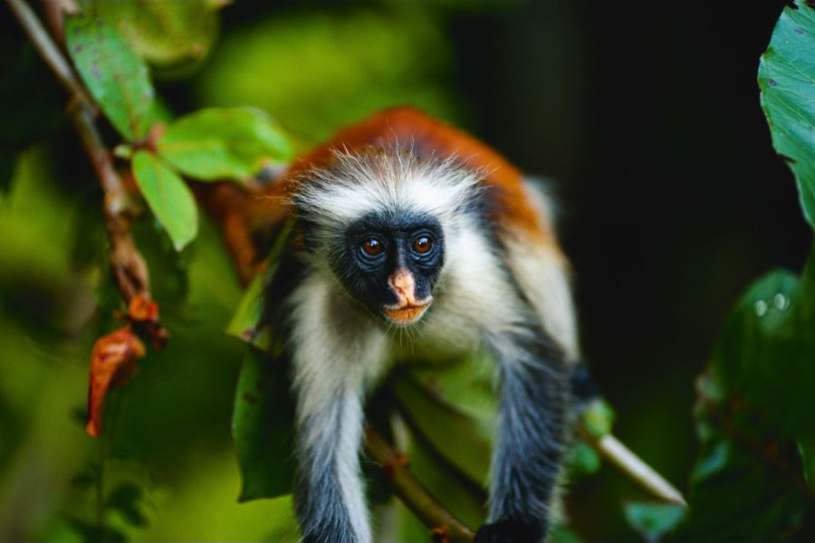 Visit Zanzibar’s Hidden Natural Paradise Jozani Forest