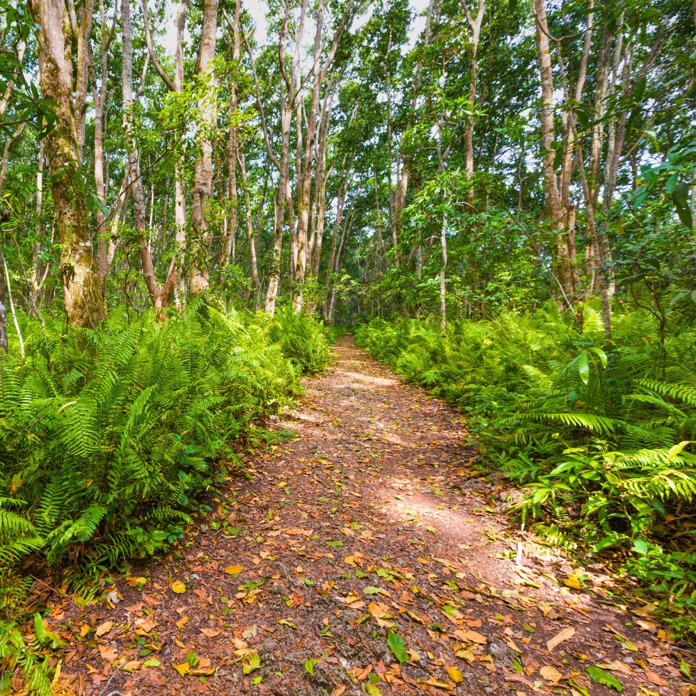 Jozani Forest