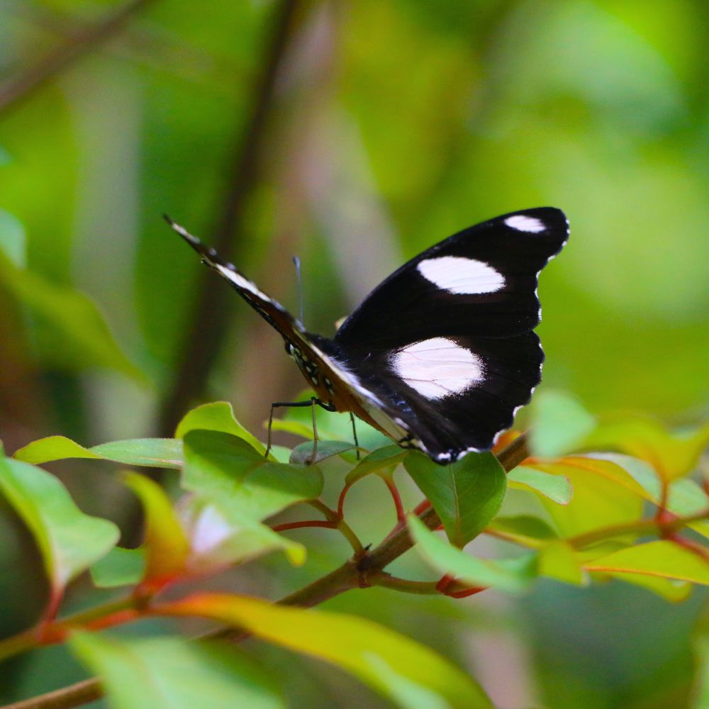 Zanzibar Butterfly Centre